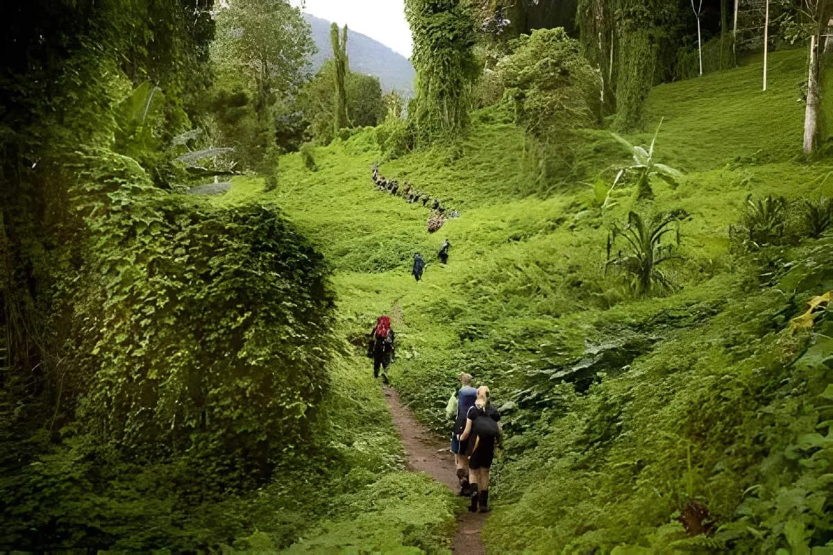 Trek The Kokoda Trail